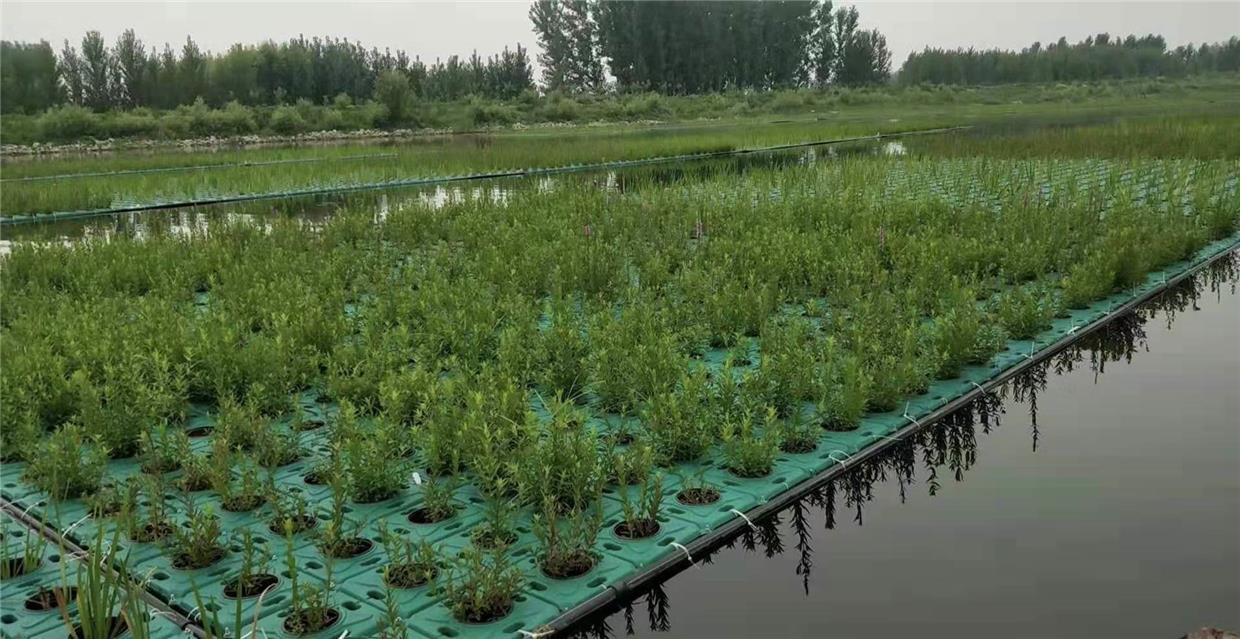 人工生态浮岛水上种植浮床水上种菜水生植物种植浮盘水面绿化造景