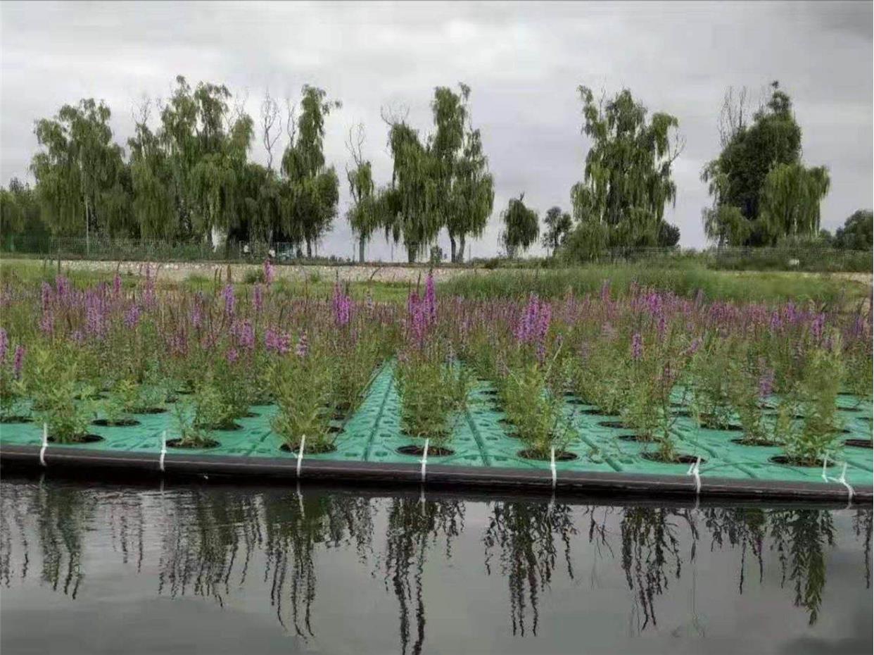 人工生态浮岛水上种植浮床水上种菜水生植物种植浮盘水面绿化造景