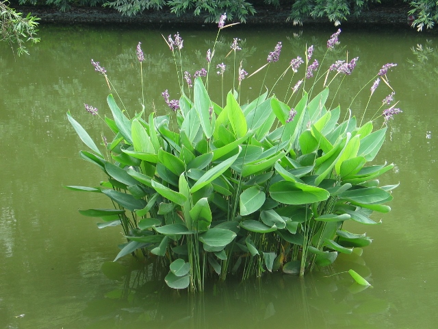 水生花卉植物人工湿地种植浮岛绿植再力花观赏花卉再力花挺水植物